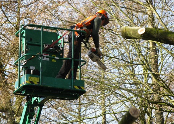 dit hout wordt meteen versnipperd