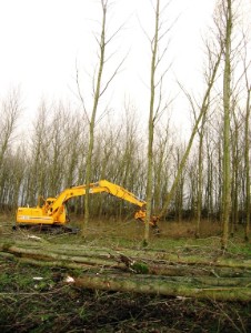 knippen van bomen